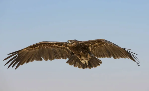 Großer Fleckenadler fliegt in Wüste — Stockfoto