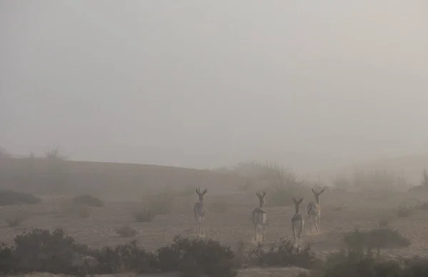 Gazelas correndo em névoa — Fotografia de Stock