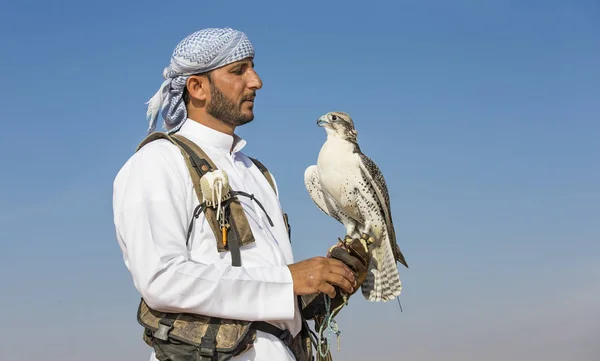 Allenamento Falconieri Falco Pellegrino nel deserto — Foto Stock