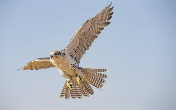 Peregrine Falcon flying 