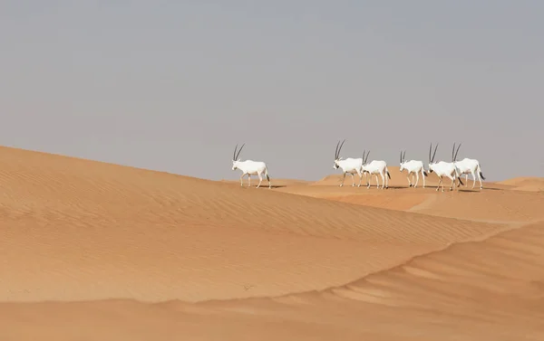 Arabian Oryxes in desert — Stock Photo, Image