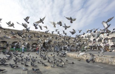 Souq Waqif önünde uçan Pigeone 