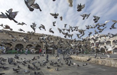 Souq Waqif önünde uçan Pigeone 