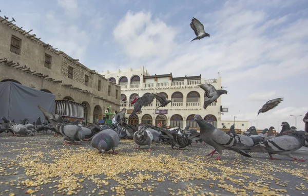 Pigeone Souq Waqif önünde 