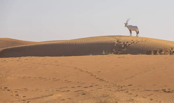 Arabian oryx στην έρημο — Φωτογραφία Αρχείου