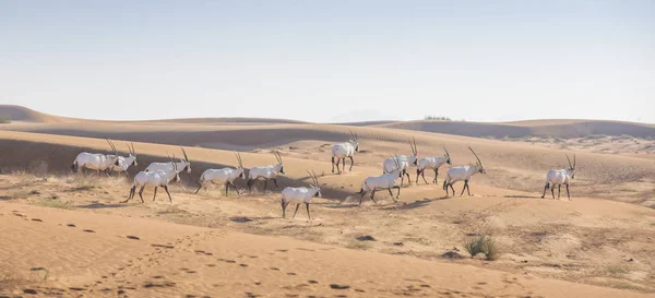 Arabian Oryxes i öknen — Stockfoto