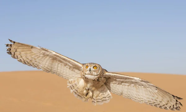 Desert tawny owl — Stock Photo, Image