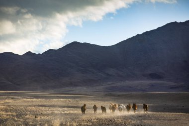 bir Moğol peyzaj Vahşi atlar