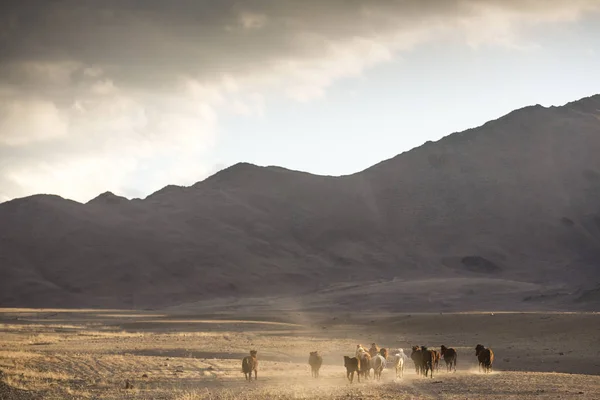 Chevaux sauvages dans un paysage mongolien — Photo