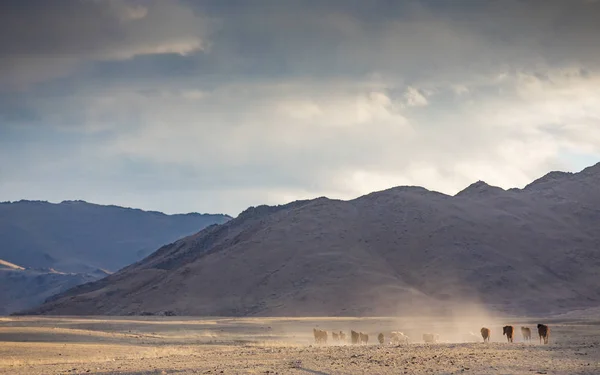 Vilda hästar i en mongolisk landskap — Stockfoto