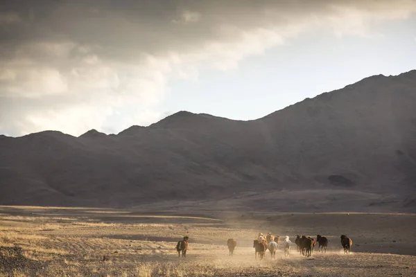 Cavalos selvagens em uma paisagem mongol — Fotografia de Stock