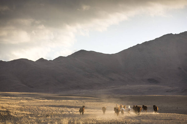 wild horses in a mongolian landscape