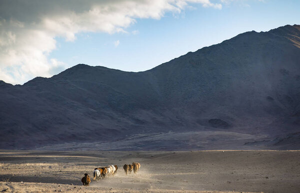 wild horses in a mongolian landscape