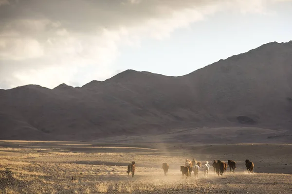 Vilda hästar i en mongolisk landskap — Stockfoto