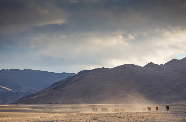 Дикі коні в монгольському пейзажі — стокове фото