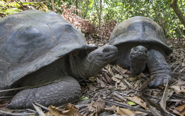 Tortugas gigantes de Aldabra en Seychelles — Foto de Stock
