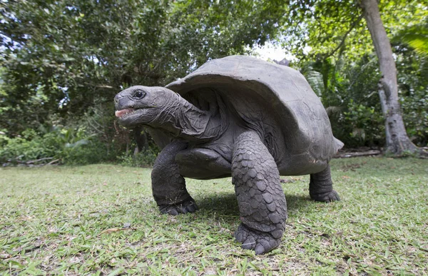 Tortue géante Aldabra aux Seychelles — Photo