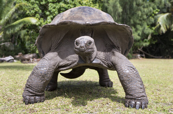 Альдабра-гигантская черепаха на Сейшельских островах
