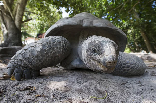 Aldabra Tartaruga gigante alle Seychelles — Foto Stock