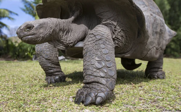 Альдабра-гигантская черепаха на Сейшельских островах — стоковое фото