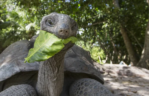 Tortuga gigante de Aldabra en Seychelles — Foto de Stock
