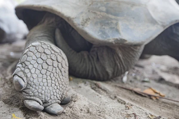Tortue géante Aldabra aux Seychelles — Photo