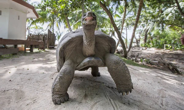 Aldabra obří želva v Seychelách — Stock fotografie