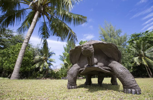 Óriás Aldabra teknős, Seychelles-szigetek — Stock Fotó