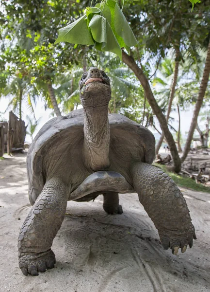 세이셸에서 호른의 거 대 한 거북이 — 스톡 사진