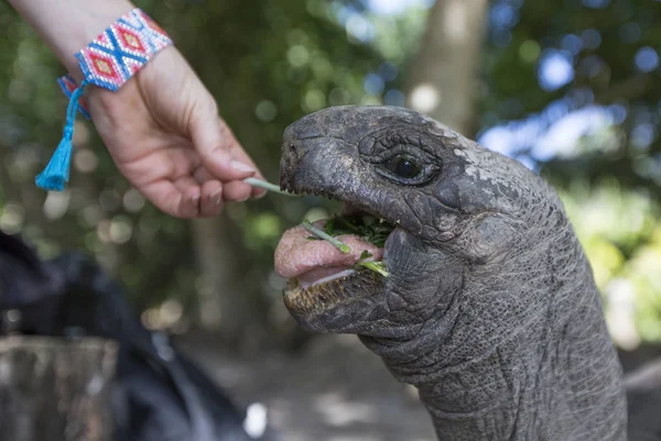 Mano está alimentando a una tortuga gigante de Aldabra — Foto de Stock