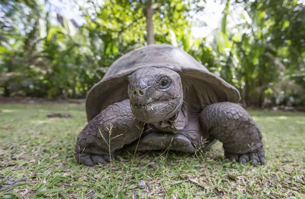 Aldabra obří želva v Seychelách — Stock fotografie