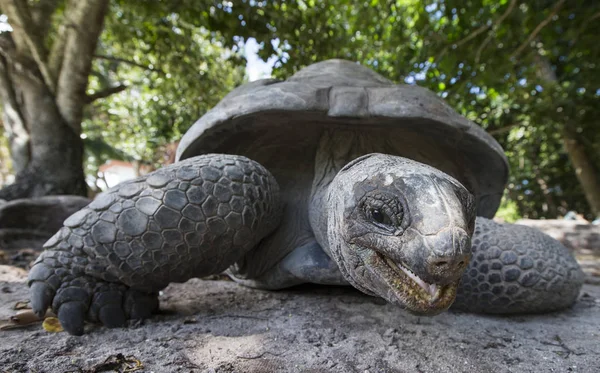 Aldabra Giant Tortoise in Seychellen — Stockfoto
