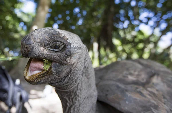 Aldabra Giant Tortoise in Seychelles — Stock Photo, Image