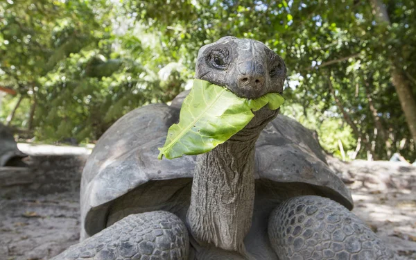 Aldabra гігантська черепаха у країні Сейшельські острови — стокове фото