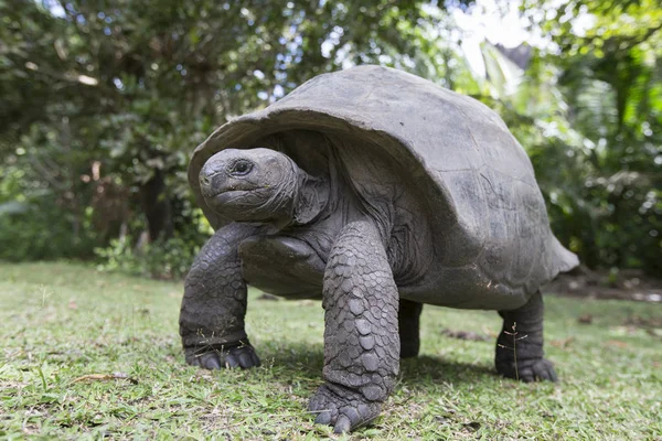 Aldabra Tartaruga gigante alle Seychelles — Foto Stock