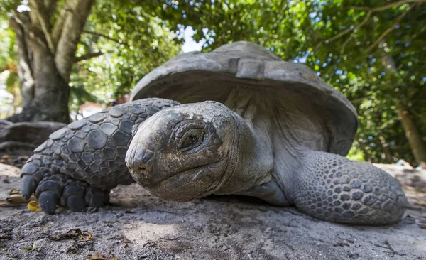 Aldabra Tartaruga gigante alle Seychelles — Foto Stock