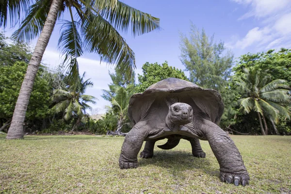 Tortuga gigante de Aldabra en Seychelles Imagen De Stock