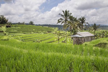 Yeşil pirinç tarlaları Ubud
