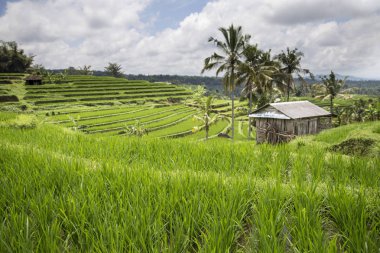 Yeşil pirinç tarlaları Ubud