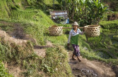 Bali dili pirinç alan işçi pirinç alan üzerinde