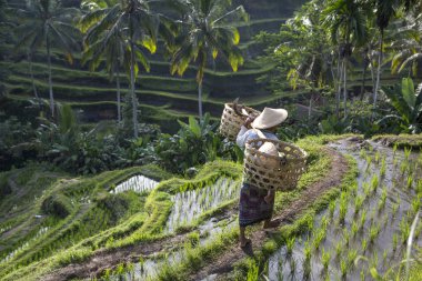 Bali dili pirinç alan işçi pirinç alan üzerinde