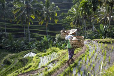 Bali dili pirinç alan işçi pirinç alan üzerinde