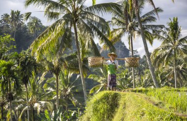 Bali dili pirinç alan işçi pirinç alan üzerinde