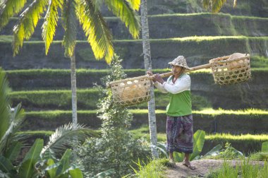 Bali dili pirinç alan işçi pirinç alan üzerinde