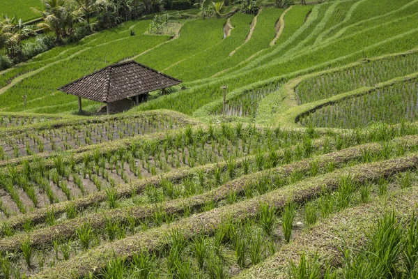 Campos de arroz verde en Ubud — Foto de Stock