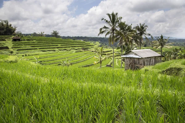 Зелені рисових полів в Убуд — стокове фото