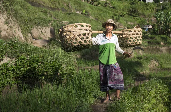 Trabalhador do campo de arroz balinês no campo de arroz — Fotografia de Stock