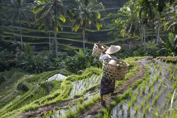 Balinéz rizs mező munkavállaló a rizs mező — Stock Fotó