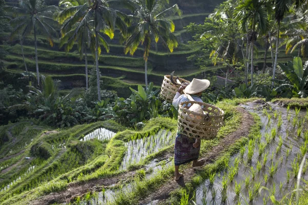 Trabajador del campo de arroz balinés en el campo de arroz — Foto de Stock