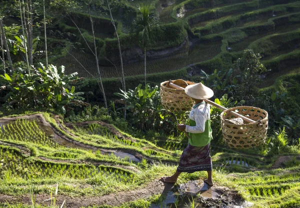 Μπαλινέζικο ρύζι εργαζόμενο στο πεδίο — Φωτογραφία Αρχείου